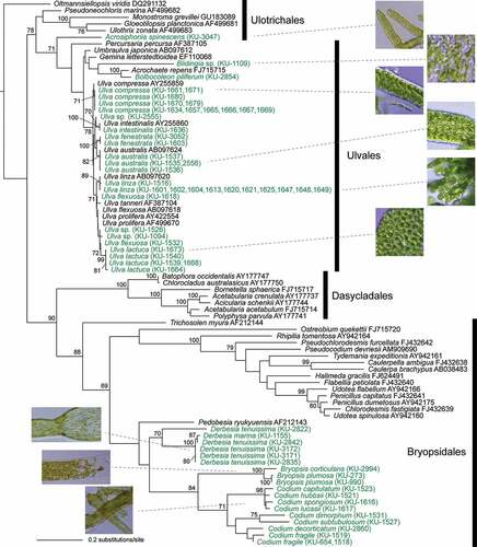 Figure 3. Maximum likelihood (ML) molecular phylogenetic tree of Ulvophyceae based on chloroplast rbcL gene sequences of KU-MACC culture strains (indicated by green letters) and published sequences (black letters).