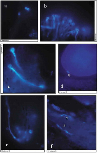 Figure 5. In vivo pollen germination a) pollen grains on stigmatic surface, b) stigmatic surface showing germinated pollen grains (10x), c,e) Pollen tube entering into stigmatic canals (45x), f) Pollen tube traveling through stylar canal (arrows) (45x), d) pollen tube entering into ovule (arrow), (All scales 10µ).