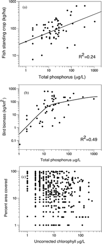 Figure 1 A. Standing crops of fish in 60 Florida lakes versus their average concentrations of total phosphorus with the linear regression line. Data are from Bachmann et al. (Citation1996). B. Observed biomass of aquatic birds on 46 Florida lakes versus their average concentrations of total phosphorus with a best-fit spline curve. Data are from Hoyer and Canfield (Citation1994a) and Hoyer et al. (Citation2006). C. Percent area covered by submersed macrophytes in 319 Florida lakes versus their average concentrations of uncorrected chlorophyll. Zero values were plotted as 1%. Data are from Bachmann et al. (Citation2002).
