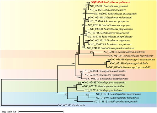 Figure 3. The phylogenetic tree was constructed using the amino acid sequences of 13 proteins translated by the mitochondrial genome of 28 species based on the maximum likelihood with 1000 bootstrap replicates using IQ-TREE. The bootstrap support values were shown by the numbers on the branches, and the red font represented the target species in this study. GenBank accession numbers were provided near branch tips for all sequences used. References used for comparative analysis were provided in Table S2.