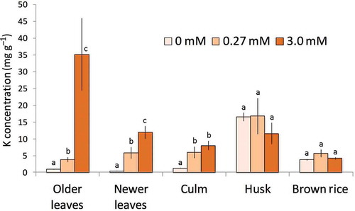 Figure 5 The Potassium (K) concentrations in rice plants (Oryza sativa L. “Nipponbare”) grown under three different K conditions (Experiments A and B). The K concentration was maintained in the brown rice and the husks whereas the leaves had significantly different K concentrations, depending on the K concentration in the nutrient solution. Older leaves comprised the leaves present at the time of transplanting. Newer leaves comprised leaves that emerged after transplanting. Data are shown as the mean ± SD. Different letters above the bars indicate that there is a significant difference (p < 0.05, t-test) between the different K conditions.