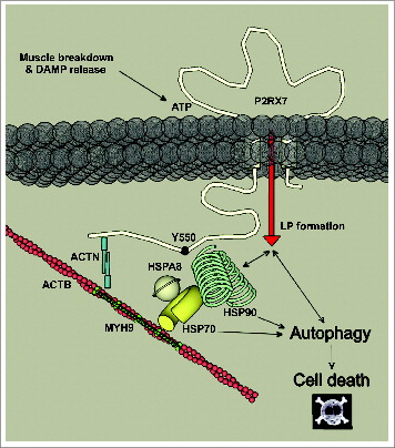 Figure 9. Schematic depicting known interactions at the C terminus of P2RX7 involving ACTB, ACTN (actinin, α), MYH9 (myosin, heavy polypeptide 9, non-muscle), and heat shock proteins mediating autophagic cell death in dystrophic myoblasts following P2RX7 activation. HSPA2, HSPA8, and HSP90 have been shown to bind P2RX7 C-terminal tail, where Y550 residue plays an important role in mediating phosphorylation status of HSP90.Citation42,50 In myoblasts, P2RX7 activation following ATP released from damaged or degenerating muscles result in activation of HSP90-mediated LP formation and autophagic flux, culminating in CASP3-CASP7 independent cell death. Inhibition of HSP90 or of autophagy prevented LP formation in myoblasts, indicating involvement of HSP90-mediated autophagy in this process. Inhibition of HSPA2 resulted in inhibition of autophagy but not LP formation or cell death.