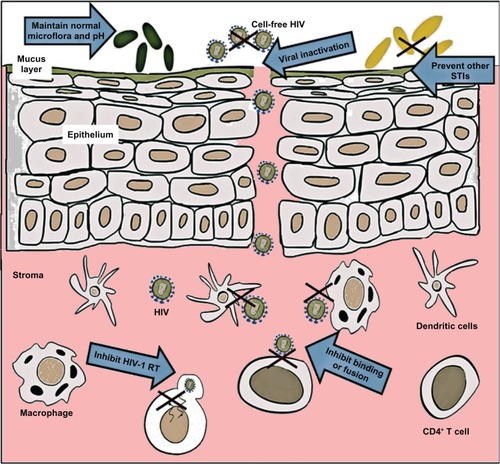 Figure 1 Targeted modes of action of vaginally administered microbicides. To prevent HIV-1 infection, microbicides enabling vaginal milieu protection, such as lactobacilli or agents maintaining acidic pH of cervicovaginal fluid, have been developed. Microbicides based on surfactants are virucidal and inactivate cell-free virus. Microbicides can also be developed based on compounds that prevent binding, fusion or entry of HIV-1 to the host cells, such as CD4+ T cells, dendritic cells, and macrophages. Among the more target-specific microbicides are those based on antiviral drugs, including inhibitors of HIV-1 reverse transcriptase (RT).