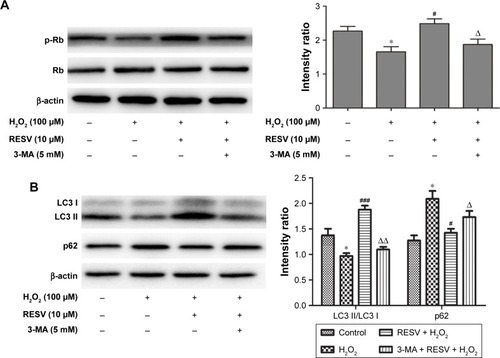 Figure 6 Effect of 3-MA on the anti-aging effect of RESV by inhibiting autophagy.
