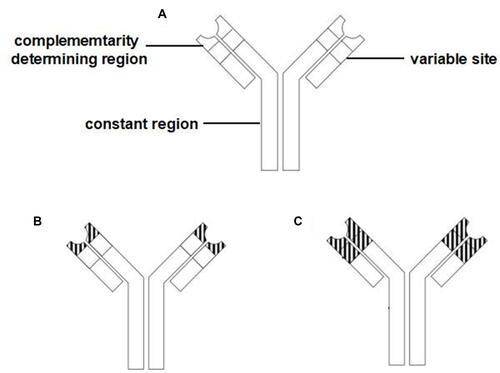 Figure 1 Three types of therapeutic immunoglobulins. (A) Human antibody; (B) Humanized antibody; (C) Chimeric model antibody Immunoglobulins consist of a complementarity determining region, variable site, and constant region.