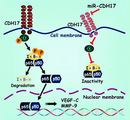 Figure 5. Schematic exhibition of the proposed signaling pathway modulated by CDH17 in gastric cancer cells. Coupling CDH17 activates the IKK complex, which subsequently phosphorylates the IκB-α. Then the phosphorylated IκB-α undergoes proteasome-dependent decomposition, which releases the heterodimers of p65/p50 into cytoplasm and transferred into the nucleus. Finally, the p65 binds to its responsive gene and promotes the transcription of downstream proteins including VEGF-C and MMP-9. On the other hand, RNAi mediated inhibition of CDH17 attenuates the activation of NFκB in gastric cancer cells, leading to a concomitant reduction in downstream proteins.