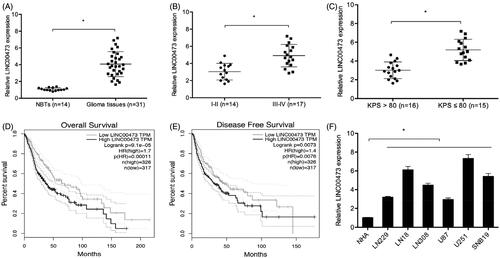 Figure 1. LINC00473 was upregulated in glioma. (A) LINC00473 was highly expressed in glioma tissues than normal tissues. (B and C) LINC00473 was upregulated in glioma patients with advanced WHO grade (III–IV) and low KPS score. (D and E) High LINC00473 expression was associated with poor OS and DFS in glioma patients. (F) LINC00473 was highly expressed in glioma cell lines (LN229, LN18, LN308, U87, U251 and SNB19) compared to NHA cells. *p < .05.