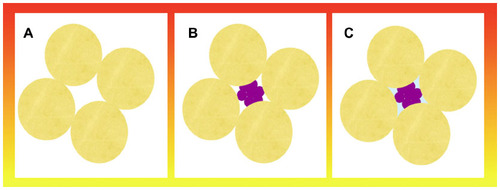 Figure 3 Illustration of the molecular crowding theory.