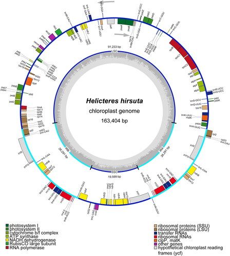 Figure 2. Chloroplast genome map of Helicteres hirsuta. In the inside circle, the sky-blue line represents a pair of IR regions, and the dark blue line illustrates LSC and SSC regions. An arrow inside the circle indicates transcriptional direction (clockwise) of genes which are inside the circle. An arrow outside the circle indicates transcriptional direction (counterclockwise) of genes which are outside the circle. The light grey line inside the circle represents the AT content, and the dark grey area illustrates the GC content. At the bottom, the genes of different functional groups are illustrated with various colors.