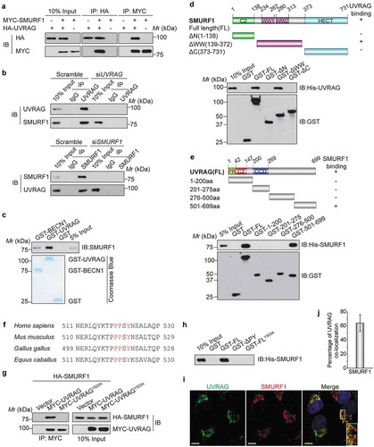 Figure 1. UVRAG forms a complex with SMURF1 through the PPxY motif. (a) HEK293T cells were co-transfected with HA-UVRAG and MYC-SMURF1 constructs. 24 h later, cell lysates were used for co-immunoprecipitation with anti-HA or anti- MYC antibodies and WB analyses. (b) Endogenous SMURF1 and UVRAG proteins interact with each other in Huh7 cells. Upper panel, Huh7 cell lysates were incubated with protein A/G Sepharose conjugated with either control IgG or UVRAG antibody. The immunoprecipitates were analyzed using western blotting with indicated antibodies. Lower panel, a similar assay was performed as the upper panel but immunoprecipitated using anti-SMURF1 antibody. (c) Recombinant SMURF1 protein was incubated with GST-tagged UVRAG, BECN1 (positive control), or GST protein. GST affinity-isolation assay was performed with glutathione-agarose and blotted as indicated. (d) Bacterially expressed GST fusion proteins of wild-type (WT), C2 domain (C2), WW domain (WW), HECT domain (HECT) mutants of SMURF1 were bound to glutathione-Sepharose beads and incubated with cell lysates of HEK293T cells transfected with the His-UVRAG. Numbers represent the amino acid (aa) residues in human SMURF1. The interaction between UVRAG and SMURF1 domains is indicated by the plus signs (+). Bound His-UVRAG was subjected to WB analyses with an anti-His antibody. (e) Various deletion mutation constructs of UVRAG are shown schematically (PR: proline-rich domain; CCD: coiled coil domain). GST-UVRAG FL or fragments were incubated with His-SMURF1, and western blotting was performed to detect the interaction with an anti-His antibody. (f) Protein sequence alignment of UVRAG orthologues from the different species and the conserved PPxY motif was highlighted in red color. (g) MYC-UVRAG, the WW-binding-defective mutant UVRAGY523A, or the vector was cotransfected with HA-tagged SMURF1 into HEK293T cells. UVRAG or UVRAGY523A was immunoprecipitated with anti-MYC antibody. Coprecipitated SMURF1 was detected by immunoblotting with an anti-HA antibody. The expression levels of indicated proteins in the cell lysates are shown. (h) Bacterially expressed GST fusion proteins of UVRAG deletion mutants were bound to glutathione-Sepharose beads as indicated and incubated with cell lysates of HEK293T cells transfected with His-SMURF1. The sample was subjected to WB analyses with indicated antibody. (i) The subcellular colocalization of overexpressed Flag-UVRAG and MYC-SMURF1 were detected by immunofluorescence in HEK293T cells subjected to glucose deprivation. Nuclei were stained with DAPI. The insets show a high magnification of the selected areas. Scale bars: 10 µm. (j) The quantitation analysis of the co-localization of UVRAG and SMURF1 in Figure 1(i). The quantitative values are expressed as the mean ± SD (n = 100 cells) obtained from three independent experiments).