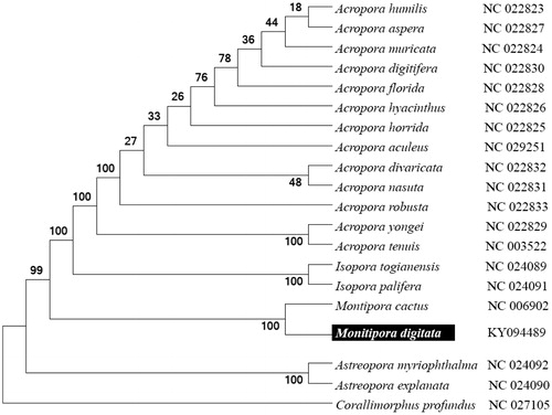 Figure 1. Molecular phylogeny of M. digitata and related species based on complete mitogenome. The complete mitogenomes are downloaded from GenBank and the phylogenic tree is constructed by maximum likelihood method with 100 bootstrap replicates. The gene's accession number for tree construction is listed behind the species name.