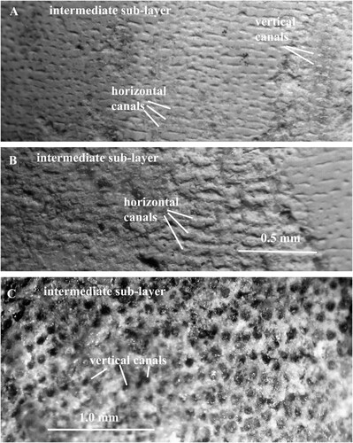 Fig. 10. A, B. Orthoceras regulare. Specimen no. Mo 195104, Kandel. A. Intermediate sub-layer with vertical pore–canals that open into horizontal pore-canals. B. Horizontal pore-canals divided into sections of variable length. C. Orthoceras sp. Specimen no. Mo 195105, Kandel. Intermediate sub-layer with vertical pore-canals; note that the sub-layer consists of organic particles.