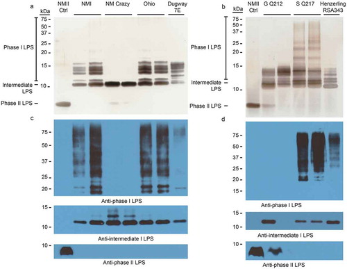 Figure 7. LPS profiles of C. burnetii strains recovered from spleen homogenates.C. burnetii strains were cultured by adding splenic cellular suspensions to ACCM-D. LPS was extracted from C. burnetii and profiled by silver stain (a and b) and immunoblot (c and d) with anti-phase I, anti-intermediate, and anti-phase II LPS antibodies for one or two representative samples per group. LPS from NMII was included as controls (ctrl).