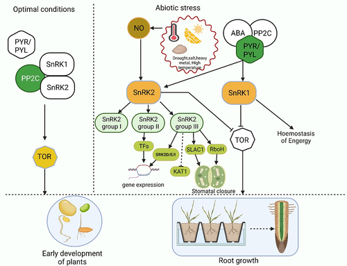 Figure 1. The simple pathway SnRK2s pathways involved in plant response to abiotic stress and SnRK2 kinases perform dual functions in plants adapted from Belda-Palazón et al. (2020). SnRK2s boost growth under optimal conditions. SnRK2s are involved in the formation of SnRK1 repressor complexes which also contain PP2Cs in the lack of ABA. SnRK1 sequestration in these complexes is critical for preventing SnRK1 from interacting with TOR and thus allowing growth while conditions are suitable. SnRK2s prevent the growth in response to stress. SnRK2 and PP2C-containing SnRK1 repressor complexes dismantle in the involvement of ABA via classical ABA signaling, which involves the sequestration of PP2Cs by ABA-bound PYR/PYL receptors.SnRK2s and SnRK1 are released when the complexes are disassembled, triggering stress responses and inhibiting growth. This is achieved in part through direct TOR suppression by SnRK1, but it is also possible that SnRK2 kinases are involved in the process.Inactive components are spotlighted in white, whereas active components are displayed in other colors.