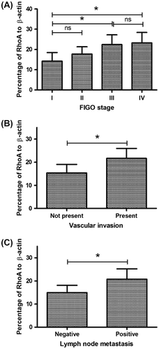 Fig. 2. Association of RhoA overexpression with the clinicopathological variants of CCs.Notes: (A) RhoA expression of CC specimens from patients with different FIGO stages; (B) RhoA expression of CC specimens from patients with or without vascular invasion; and (C) RhoA expression of CC specimens from patients with or without lymph node metastasis. Statistical significance was considered with a p value < 0.05 or less.