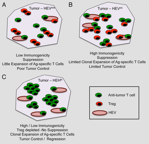 Figure 1. Impact of high endothelial venules on tumor progression. (A) In the case of poorly immunogenic tumors, high endothelial venules (HEVs) are not abundant (HEVlow) and the neoplastic lesion is infiltrated by both conventional T cells and Foxp3+ regulatory T cells (Tregs). In this setting, antitumor T cells have limited chances to expand and tumor growth remains virtually unaffected.(B) When tumor are highly immunogenic, the number of intratumoral HEVs is slightly increased (HEVint), resulting in a relatively more intense recruitment of conventional T cells and Tregs. In this case, tumor-specific T cells may undergo some expansion, yet the presence of Tregs limits their antineoplastic effects. (C) The depletion of Tregs not only limits immunosuppression but also greatly increase the number of intratumoral HEVs (HEVhi). This results in the elicitation of robust antitumor immune responses that can control disease progression (at least theoretically) irrespective of the immunogenicity of malignant cells.