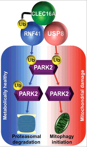 Figure 1. Schema of CLEC16A-RNF41-USP8 complex action to integrate ubiquitin signals and fine-tune flux through mitophagy. Under physiological or metabolically healthy conditions (blue), CLEC16A assembles the upstream mitophagy complex and ubiquinates RNF41, leading to PARK2 targeting to the proteasome for degradation. Following increased mitochondrial damage (red), dissolution of the CLEC16A-RNF41-USP8 complex results in reduced levels of RNF41 and enhances USP8 action to deubiquitinate PARK2, thus allowing PARK2 mitochondrial localization to initiate mitophagy.