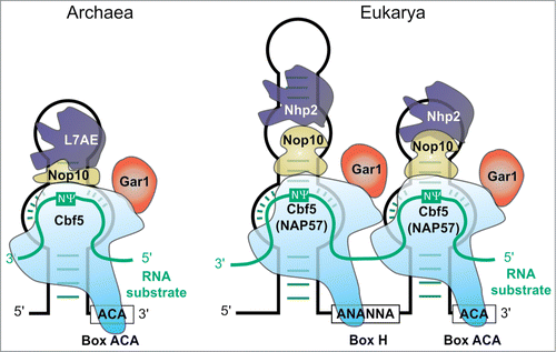 Figure 2. Structure of the archaeal ACA RNPCitation198 (left) and the eukaryotic H/ACA RNPCitation199 (right). Guide RNA in black, substrate RNA turquoise. Catalytically active component is light blue Cbf5 (NAP57)