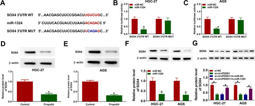 Figure 6 SOX4 was directly targeted by miR-1324 in GC cells. (A) The complementary binding sequence of miR-1324 and SOX4 3ʹUTR was shown. (B and C) Luciferase activity was measured in HGC-27 and AGS cells co-transfected with SOX4 3ʹUTR WT and SOX4 3ʹUTR MUT and miR-NC or miR-1324. (D and E) The protein expression of SOX4 was measured by Western blot assay in HGC-27 and AGS cells treated with or without propofol. (F) Western blot assay was conducted to detect the protein expression of SOX4 in HGC-27 and AGS cells transfected with miR-NC or miR-1324. (G) The protein level of SOX4 was determined by Western blot assay in HGC-27 and AGS cells transfected with si-NC, si-circPDSS1, si-circPDSS1 + in-miR-NC, or si-circPDSS1 + in-miR-1324. *P<0.05.