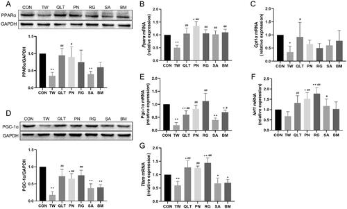 Figure 5. Qingluotongbi formula (QLT) reversed Tripterygium wilfordii (TW)-induced suppression of PPARα/PGC-1α pathway. (A) PPARα protein levels in mice liver tissues. (B, C) The mRNA levels of PPARα and Cpt-1α in mice liver tissues. (D) PGC-1α protein levels in mice liver tissues. (E–G) The mRNA levels of Pgc-1α, Tfam and Nrf1 in mice liver tissues. Data are presented as mean ± SD (n = 8). *p < 0.05, **p < 0.01 vs. control, #p < 0.05, ##p < 0.01 vs. TW group.
