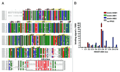 Figure 5. Both ABA-signaling and non-ABA-signaling SnRK2s interact with PP2Cs. (A) Sequence alignment of the A. thaliana SnRK2 proteins. The residues corresponding to the HAB1-interaction residues of SnRK2.6, including the whole ABA box, are boxed. Negatively charged residues are shown in red, positively charged residues in blue. (B) AlphaScreen interaction between the ABA box regions of the ten A. thaliana SnRK2 proteins fused to H6GST and biotin-MBP-tagged HAB1. Error bars indicate SD (n = 3).