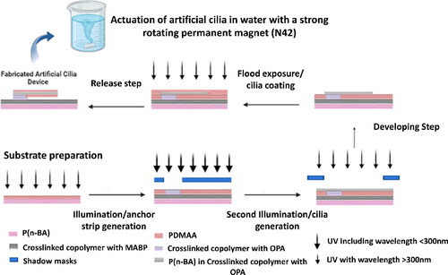 Figure 4. Simplified demonstration of a novel two-color lithography process of constructing arrays of magnetically actuated artificial cilia with desired geometrical and mechanical properties. Adapted with permission from Ref. [Citation88].