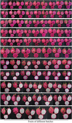 Figure 1. The fruits of various batches in different pitaya varieties. a， “Hongguan No. 1;” b, “Hongguan No. 2;” c, “Zhanjianghongrou;” d, “49–3; ” e, “Guanghuahong; ” f, “Hongshuijing; ” g, “shuangse No 1; ” g, “Guanhuahongfen; ” i, “Guanhuabai; ” j, “Hongbaoshi; ” k, “Yangxibairou”.