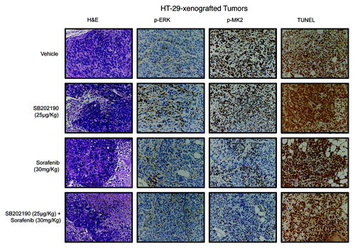 Figure 8. Hematoxylin and eosin (H&E) staining and immunohistochemical analysis of HT-29-xenografted tumors with antibodies recognizing phosphorylated ERK (p-ERK) and MK2 (p-MK2). Apoptosis was scored by TUNEL assay.