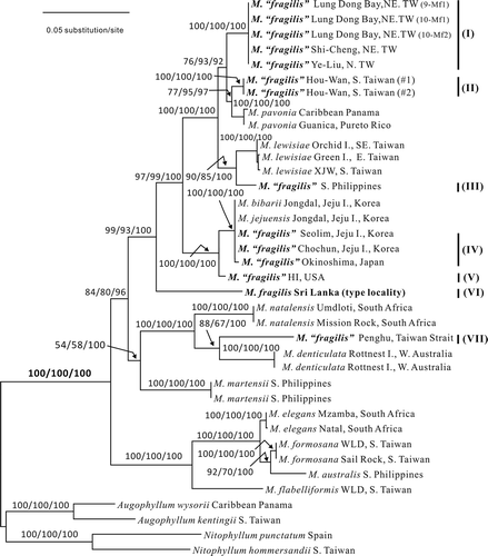 Figs 1. rbcL phylogenetic tree of Martensia species from the Indo-Pacific region. Numbers on the branches are ML and MP bootstrap values and Bayesian posterior probabilities, respectively, all expressed as %.
