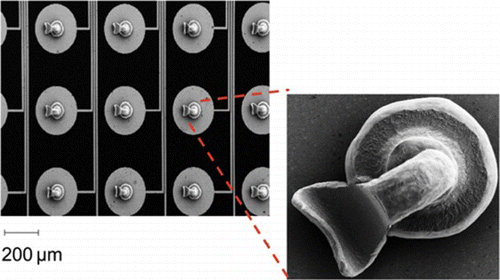 Figure 3 Scanning electron microscope images of images of a portion of the bump bond array (4 × 3 shown, plus close up of one bond) on the interposer chip. Each bump bond is deposited on a gold pad, and each pad is connected by a surface-routed wire trace to the periphery of the interposer board, where it can be probed or energized using off-board electronics. A complementary array of bond pads (without the corresponding wire traces) was deposited on the backside of the MEMS chip. (Figure is provided in color online.).