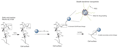 Scheme 1 Hybridization of nanoparticles and macrophage through cell surface modification. Sialic acid residues on the cell surface are modified with sodium periodate to generate aldehydes. Aldehydes react with amine group of PEG conjugated to the nanoparticle surface to form Schiff bases. Schiff bases can be further reduced to stable secondary amine linkages using sodium cyanoborohydride.Abbreviation: PEG, polyethylene glycol.