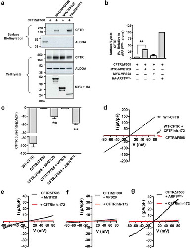 Figure 9. MVB12B partially rescues the cell-surface expression and chloride channel function of CFTRΔF508. (a and b) HEK293 cells were transfected with CFTRΔF508 expression plasmids and plasmids expressing the indicated proteins (mock, MVB12B, VPS28, or ARF1Q71L). Representative immunoblots (a) and a summary of 4 independent experiments (b) are shown. VPS28 was used as a negative control for an MVB gene (see Figure 7A). (c-g) Whole-cell patch clamp recordings were performed in HEK293 cells transfected with the indicated plasmids. Representative traces (d–g) and a summary of multiple experiments (C) are shown (WT-CFTR, n = 7; CFTRΔF508, n = 13; CFTRΔF508 + MVB12B, n = 12; CFTRΔF508 + VPS28, n = 7; CFTRΔF508 + ARF1Q71L, n = 9). (d) Cells expressing wild-type (WT) CFTR show typical CFTR chloride currents, which are inhibited by CFTRinh-172. Cells expressing CFTRΔF508 show no discernable chloride currents. (e) Co-expression of MVB12B evokes CFTR currents in CFTRΔF508-expressing cells, (f) while cells co-expressing VPS28 do not. (g) ARF1Q71L was used as positive control for inducing CFTR currents in CFTRΔF508-expressing cells. Bar graph data are mean ± SEM. **P < 0.01, relative to CFTRΔF508 alone.