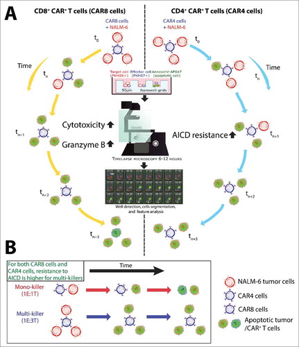 Figure 1. TIMING methodology provides insight into function and fate of CAR+ T cells at the single-cell level. (A) Comparative schematic of CAR8 cells and CAR4 cells with respect to cytolytic efficiency and resistance to AICD. Both CAR8 (left) and CAR4 (right) cells participate in simultaneous conjugation with multiple tumor cells to engage in multi-killing, but CAR8 cells do so at a faster rate than CAR4 cells most likely due to higher GzB content. In addition, CAR4 cells benefits from improved AICD resistance compared to CAR8 cells upon killing the tumor cells. (B) Resistance to AICD was more pronounced in both CAR8 cells and CAR4 cells that participate in multi-killing compared to mono-killing, providing insights into the observation that CAR+ T cell fate at the single-cell level is dependent on functional antigenic activation.