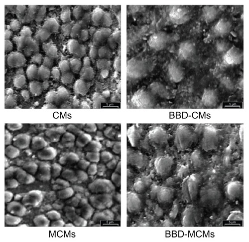 Figure 2 Scanning electron microscope photographs of CMs, BBD-loaded CMs, MCMs, and BBD-loaded MCMs (5000×).Notes: Bar represents 5 μm. Reprinted from Biomaterials, 29(12). Jiang HL, Kang ML, Quan JS, et al. The potential of mannosylated chitosan microspheres to target macrophage mannose receptors in an adjuvant-delivery system for intranasal immunization, 1931–1939. Copyright 2008 with permission from Elsevier.Citation91Abbreviations: BBD, Bordetella bronchiseptica dermonecrotoxin; CM, chitosan microsphere; MCM, mannosylated chitosan microsphere.