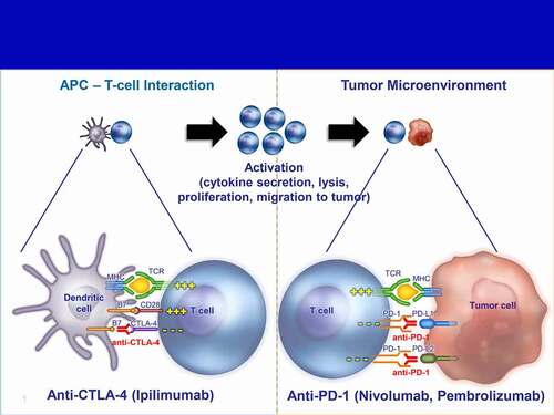 Figure 1. Blockade of CTLA-4 and PD-1: distinct immune checkpoint molecules. Upon antigen presentation by APCs (eg, dendritic cell) via the TCR, T cells become activated or suppressed depending on secondary signaling through CD28 or CTLA-4, respectively. Ipilimumab is a fully human, monoclonal antibody designed to block the immune checkpoint inhibitor, CTLA-4, permitting increased signaling through CD28 and sustained T-cell activation. Unlike CTLA-4 expression which occurs early during T cell activation, the PD-1 receptor is typically upregulated after prolonged T cell receptor stimulation during an ongoing immune response.Citation34 While CTLA-4 limits T cell activation and clonal expansion, the main function of PD-1, when bound to one of its ligands (PD-L1 or PD-L2), is to limit effector T cell function in the tumor microenvironment.Citation20,Citation35,Citation36 Anti-PD-1 antibodies block the interaction between PD-1 and its ligands, thereby interfering with inhibitory signaling between tumor cells and T cells within the tumor microenvironment. APC, antigen presenting cell; MHC, major histocompatibility complex; TCR, T cell receptor. Adapted from an oral presentation at the 2013 Annual Meeting of the American Society of Clinical Oncology [Callahan MK Peripheral and tumor immune correlates in patients with advanced melanoma treated with combination nivolumab (anti-PD-1, BMS-936558, ONO-4538) and ipilimumab. J Clin Oncol 31, 2013 (suppl; abstr 3003)]