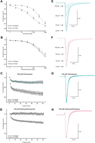 Figure 5 Chloroquine and hydroxychloroquine may interact with the proposed LA-binding site of Nav1.5. (A and B) Currents of resting Nav1.5 wild-type and Nav1.5-F1760A channels were triggered by 20 ms test pulses from −120 to 0 mV in intervals of 10s to receive dose–response curves for tonic block by CQ (A) and HCQ (B). Peak amplitudes of Na+ currents at different drug concentrations were normalized with respect to the peak amplitude in control solution and plotted against the concentration of CQ (A) and HCQ (B). Data were fitted with the Hill equation as indicated by the solid line. (C and D) Development of use-dependent block of Nav1.5 wild-type and Nav1.5-F1760A channels by 100 µM CQ (C) and 100 µM HCQ (D). Peak currents were normalized to the amplitude of the first pulse and plotted against the pulse number. (E and F) Representative traces of currents generated by Nav1.5-F1760A for the dose–response curves of CQ (E) and HCQ (F). (G and H) Representative current traces of Nav1.5-F1760A activated at 10 Hz in the presence of 100 μM CQ (G) and HCQ (H).