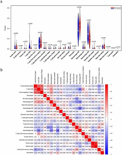 Figure 7. Evaluation of the proportions of TIICs based on CIBERSORT. (a) The varied proportions of 22 subtypes of immune cells in tumor samples from the high- and low-risk groups. (b) Heatmap of 22 immune-infiltrating cell types in tumor samples