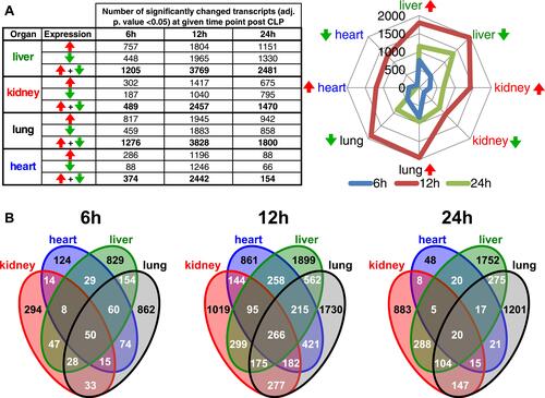 Figure 2 Transcriptome survey reveals dynamics of mRNAs across multiple organs in polymicrobial sepsis. (A) The numbers of differentially expressed genes (adj. p-value<0.05) across the organs and time-points. Red and green arrows indicate up- and downregulated genes, respectively. (B) The Venn diagram shows the overlapping numbers of DEGs for organs at given time point post-CLP.