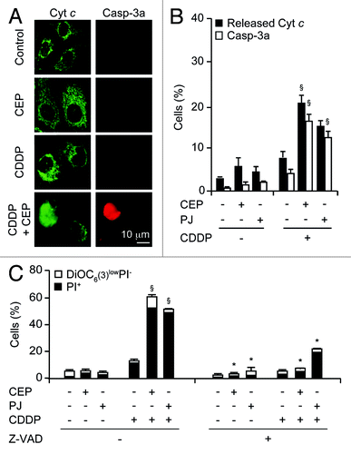 Figure 4. Mechanisms of the synergistic action of cisplatin and PARP inhibitors. (A and B) Effects of cisplatin (CDDP), CEP 8983 (CEP) and PJ34 hydrochloride hydrate (PJ) on the subcellular location of cytochrome c and the activation of caspase-3. Upon treatment with CDDP (20 µM), CEP (10 µM) and/or PJ (30 µM) for 24 h, cells were fixed, permeabilized and stained by immunofluorescence to visualize cytochrome c (green fluorescence) and activated caspase 3a (C3a, red fluorescence). Representative microphotographs are shown in (A), and quantitative results (means ± SD of triplicate determinations) are reported in (B). (C) Effect of caspase inhibition on the cytotoxic effects of CDDP and PARP inhibitors. The experiment was performed by combining CDDP (20 µM), CEP (10 µM), PJ (30 µM) and/or Z-VAD-fmk (Z-VAD, 50 µM), as indicated, for 48 h, followed by staining with PI and DiOC6(3) and cytofluorometric determination of the percentage of dead (PI+) and dying [DiOC6(3)low PI−] cells. *p < 0.05 (Student’s t-test), compared with Z-VAD untreated cells. §p < 0.05 (Student’s t-test), compared with the sum of the cytotoxic effects caused by each agent alone.