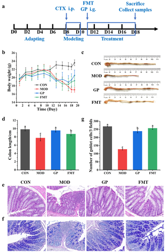 Figure 7. Effect of GP-derived bacteria on intestinal structure of immunosuppressed mice. (a) diagram of experimental schedule; (b) the change of body weight; (c) Representative physical image of colons;(d) mean colon in all groups; (e) Representative image of H&E-stained pathological section of colon tissue (400х); (f) (a) Representative image of AB-PAS-stained section of colon tissue (400X); (G number of goblet cells. Multiple comparisons were performed by using one-way ANOVA using SPSS 26.0 software. Means with different letters are significantly different (p < .05) (n = 8). CON: control group; MOD: model group; GP: GP group; FMT: fecal microbiota transplantation group.