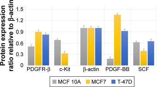 Figure 8 Relative expression of the PDGFR-β, c-Kit, PDGF-BB and SCF proteins compared to house-keeping protein (β-actin) in untreated cell lines.
