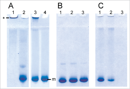 Figure 2. RENAGE gels showing that dLPS is the minimum component of LPS that causes PrP conversion to large oligomers or fibrils. RecMoPrP23–231 at 0.5 mg/mL (19.3 µM) was incubated in 20 mM NaCH3CO2 at pH 5.5 with molar ratios of (A) 1:1.3 PrP:LPS (lane 1), 1:4 lipid A (lane 2), 1:1.3 dLPS (lane 3) and 1:50 PrP:Kdo (lane 4). Panel (B) is recMoPrP23–231 incubated with lipid A at molar ratios of 1:2 (lane 1), 1:4 (lane 2), and 1:8 (lane 3) PrP:lipid A. Panel (C)is recMoPrP23–231 incubated with Kdo2-lipid A at molar ratios of 1:2 (lane 1), 1:4 (lane 2), and 1:8 (lane 3) PrP: Kdo2-lipid A. Both LPS and dLPS-induce PrP conversion to large oligomers (labeled by *). Kdo2-lipid A induced formation of a visible precipitate. PrP in the presence of the other components (Kdo and Lipid A) remained monomeric (labeled by m).