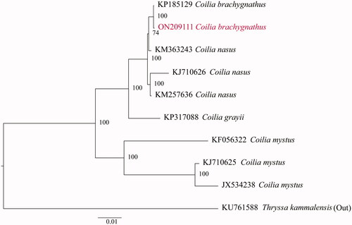 Figure 1. Phylogenetic tree generated using the IQtree method from the amino acid composition of the complete mitochondrial genomes. The red font represents the C. brachygnathus from Wabu Lake.