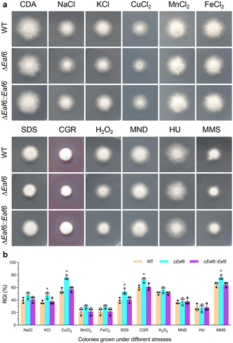 Figure 2. Impact of BbEaf6 deletion on multi-stress tolerance in B. bassiana.