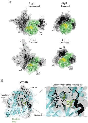 Figure 1. Atg8 and LC3 proteins and the human cysteine protease ATG4B. (A) Multistate NMR structures of yeast Atg8 and human LC3B and LC3C. The NMR structure of unprocessed Atg8 with a C-terminal R117 (PDB ID: 2KQ7) reveals the disordered regions (black), a partially folded N-terminal α2-helix (gray), and the UBL domain (green). The N terminus is a dynamic conformational ensemble with a high mobility. The NMR structure of processed Atg8 in solution (PDB ID: 2KWC) shows a compact conformation with a folded NHD. The NMR structure of LC3C (PDB ID: 2NCN) reveals that the polyproline II motif in the N-terminal extension replaces the α1 helix with a disordered conformation, whereas LC3B (PDB ID: 2N9X) without this extension is a compact molecule. Conserved phenylalanine and tyrosine (yellow) form a membrane tethering surface in the UBL domain. (B) Crystal structure of human ATG4B (PDB ID: 2CY7). Trp142, the regulatory loop near the catalytic triad (C74, D278, and H280) and the N-terminal domain are involved in enzymatic autoinhibition. The APEAR motif may target the protein to the membrane.