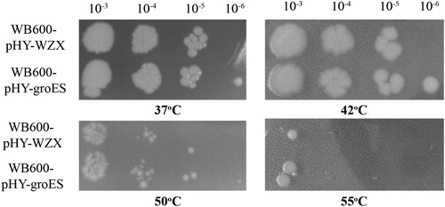 Figure 2. Growth phenotype of transformants containing plasmids pHY-groES or pHY-WZX after exposure to different temperatures. Note: Exposure to different temperatures for 1 h, 10-fold serial dilution and cultivation at 37 °C for 12 h.