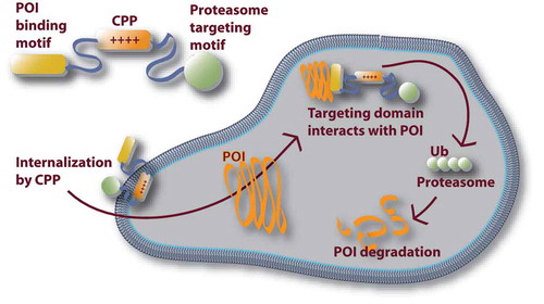 Figure 3. A strategy for specifically knocking down a protein of interest (POI). A chimeric protein is designed that includes a target protein binding motif (POI binding motif), a proteasome-targeting motif and a CPP functionality. The CPP facilitates the uptake of the chimeric construct, whereupon it binds to the POI. Finally, the proteasome-targeting motif is responsible for the degradation of the POI