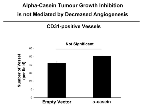 Figure 7. α-casein suppresses tumor growth, without any decrease in tumor angiogenesis. We evaluated the status of tumor vascularity by employing an antibody directed against CD31. Note that the CD31 immunostaining did not show any significant differences in the number of vessels per field between tumors obtained from Met-1 cells expressing α-casein vs. the empty vector alone. n.s., not significant.