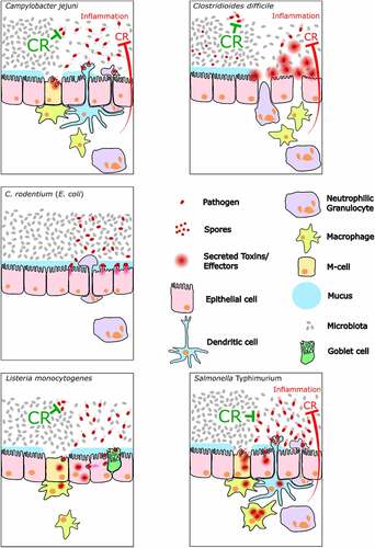Figure 2. Comparison of the infection process at the intestinal epithelium between the five enteropathogens. The red inhibition arrow indicates the reduction in CR against the pathogen if the pathogen can trigger gut inflammation.