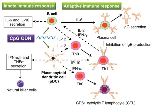 Figure 1 Immunostimulatory effect of cytosine-phosphate-guanosine (CpG) oligodeoxynucleotides (ODNs).Notes: The immunomodulatory cascade triggered by CpG ODNs includes the activation of T helper 1 (Th1) cells and secretion of proinflammatory cytokines such as interleukin (IL)-6, IL-12, and interferon gamma (IFN-γ). The CpG motifs in either bacterial DNA or synthetic CpG ODNs act as “danger signals” to the innate immune system, triggering a protective immune response against the pathogen. In addition, the adaptive immune response mounted by the host afterward will maintain an immunologic memory and provide long-lasting protection.Abbreviation: TNFα, tumor necrosis factor-alpha.